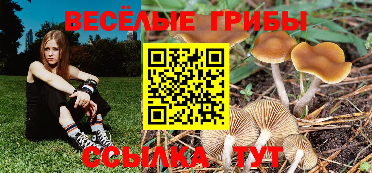 Галлюциногенные грибы Psilocybe Новороссийск